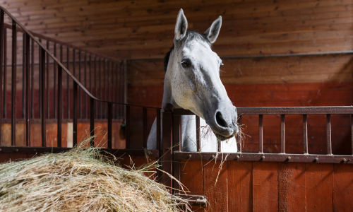 Horse eating hay out of a barn stall.