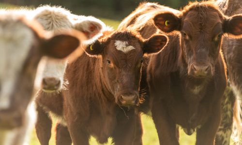 Cows standing in a pasture.