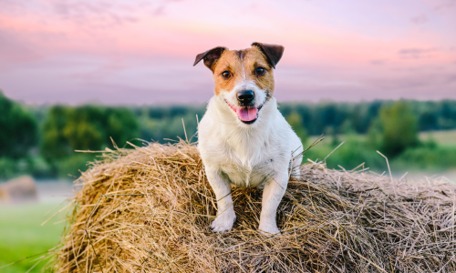 A dog laying on a round bale during sunset.