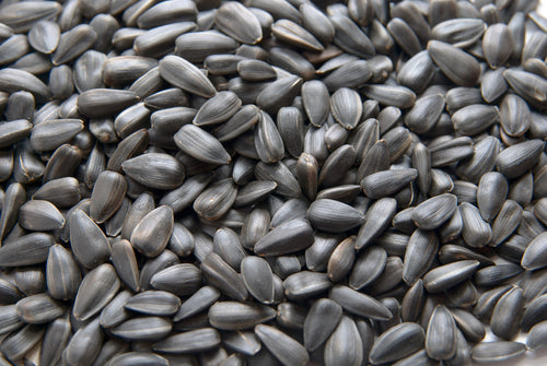 Black Oil Sunflower Seed