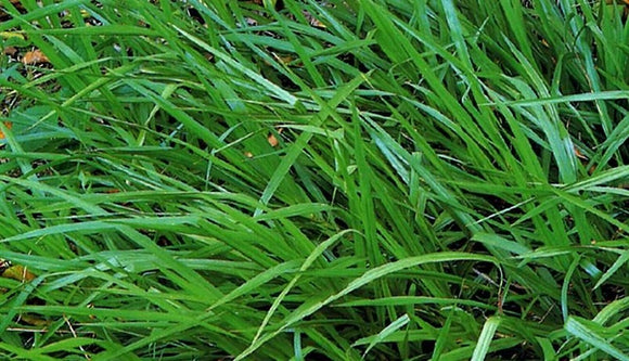 Argentine Bahia Grass Seed