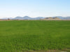 Gulf Annual Rye Grass Seed