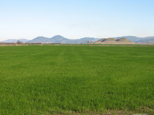 Gulf Annual Rye Grass Seed