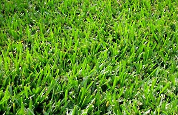 Bermuda Grass Seed