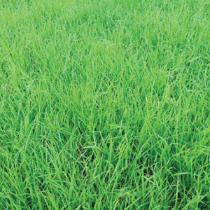 Gulf Annual Rye Grass Seed