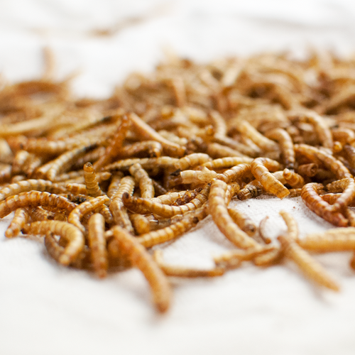 Mealworm Frenzy