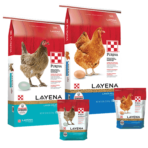 Layena Poultry Layer Feed