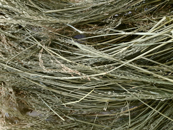 Western Teff Hay Bale 3tie