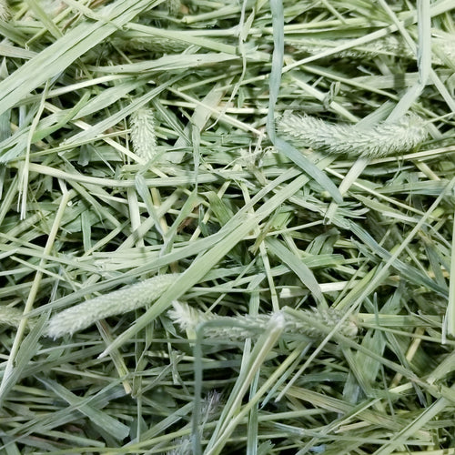 Timothy Hay Bale