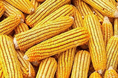 Corn on the Cob