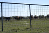 Cattle Panel 4 gauge