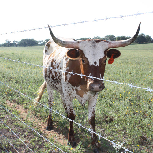 High Tensile 15.5 ga Gaucho Barbed Wire