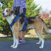 Easy Sport Harness